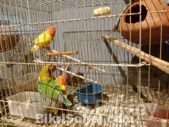 Bird